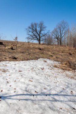 Bahar peyzaj, tenha yerlerde son kar. Parlak güneş kar erir. Yeşil çam. Yaprak döken ağaçların yaprakları olmadan. Kar suyu eritebilir. Geçen yılki çim sarı.
