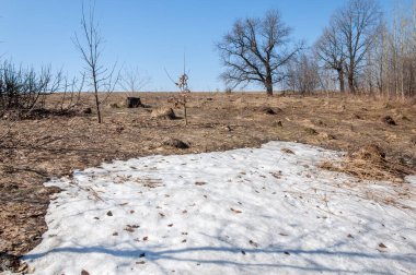 Bahar peyzaj, tenha yerlerde son kar. Parlak güneş kar erir. Yeşil çam. Yaprak döken ağaçların yaprakları olmadan. Kar suyu eritebilir. Geçen yılki çim sarı.