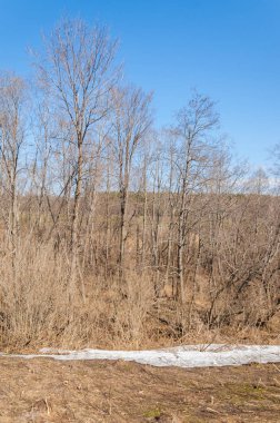 Bahar peyzaj, tenha yerlerde son kar. Parlak güneş kar erir. Yeşil çam. Yaprak döken ağaçların yaprakları olmadan. Kar suyu eritebilir. Geçen yılki çim sarı.