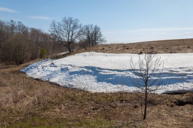 Bahar peyzaj, tenha yerlerde son kar. Parlak güneş kar erir. Yeşil çam. Yaprak döken ağaçların yaprakları olmadan. Kar suyu eritebilir. Geçen yılki çim sarı.
