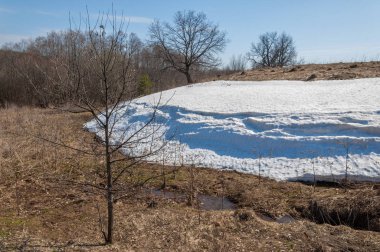 Bahar peyzaj, tenha yerlerde son kar. Parlak güneş kar erir. Yeşil çam. Yaprak döken ağaçların yaprakları olmadan. Kar suyu eritebilir. Geçen yılki çim sarı.