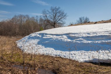 Bahar peyzaj, tenha yerlerde son kar. Parlak güneş kar erir. Yeşil çam. Yaprak döken ağaçların yaprakları olmadan. Kar suyu eritebilir. Geçen yılki çim sarı.
