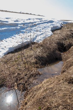 Bahar peyzaj, tenha yerlerde son kar. Parlak güneş kar erir. Yeşil çam. Yaprak döken ağaçların yaprakları olmadan. Kar suyu eritebilir. Geçen yılki çim sarı.