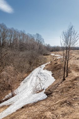 Bahar peyzaj, tenha yerlerde son kar. Parlak güneş kar erir. Yeşil çam. Yaprak döken ağaçların yaprakları olmadan. Kar suyu eritebilir. Geçen yılki çim sarı.