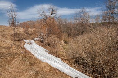 Bahar peyzaj, tenha yerlerde son kar. Parlak güneş kar erir. Yeşil çam. Yaprak döken ağaçların yaprakları olmadan. Kar suyu eritebilir. Geçen yılki çim sarı.