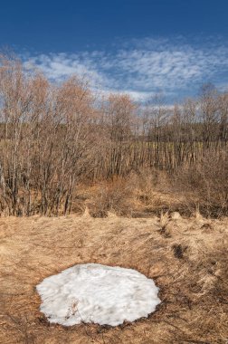 Bahar peyzaj, tenha yerlerde son kar. Parlak güneş kar erir. Yeşil çam. Yaprak döken ağaçların yaprakları olmadan. Kar suyu eritebilir. Geçen yılki çim sarı.