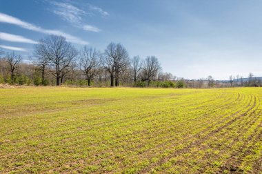 Bahar manzara, buğday Genç sürgünler, yeşil yapraklar, mavi gökyüzü ile az bulutlu beklentisi meşe ağaçları