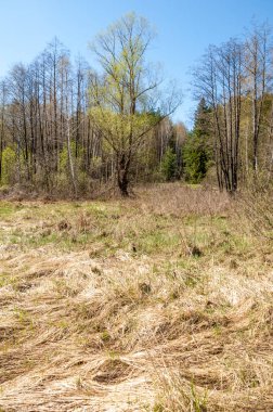 manzara Bahar Orman, orman kenarı. Orman Glade. otların arasında kar ile yere için baskı. Bahar Orman kenarı. Nisan.