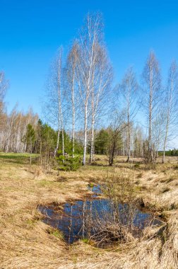 manzara Bahar Orman, orman kenarı. Orman Glade. otların arasında kar ile yere için baskı. Bahar Orman kenarı. Nisan.