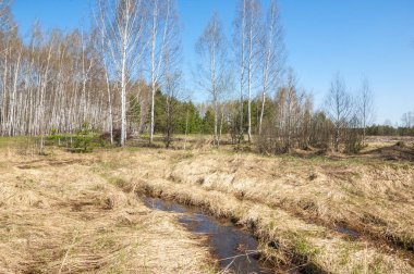 manzara Bahar Orman, orman kenarı. Orman Glade. otların arasında kar ile yere için baskı. Bahar Orman kenarı. Nisan.