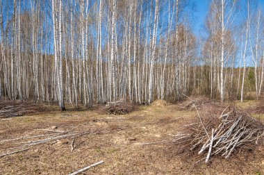 manzara Bahar Orman, orman kenarı. Orman Glade. otların arasında kar ile yere için baskı. Bahar Orman kenarı. Nisan.
