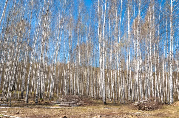 春天风景桦树森林 带着未吹过的叶子的桦树 — 图库照片