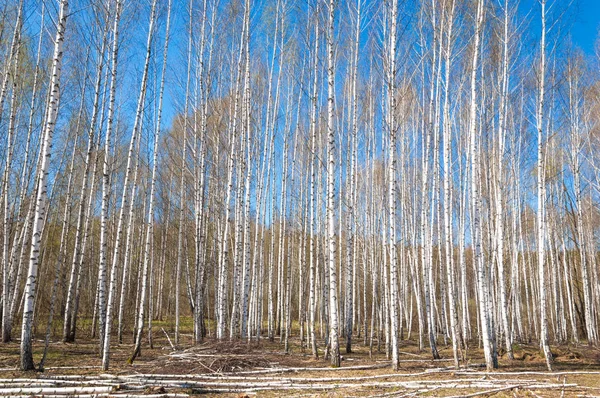 春天风景桦树森林 带着未吹过的叶子的桦树 — 图库照片