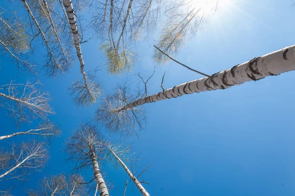 Bosque Abedul Paisaje Primavera April Abedules Con Las Hojas Sin — Foto de Stock