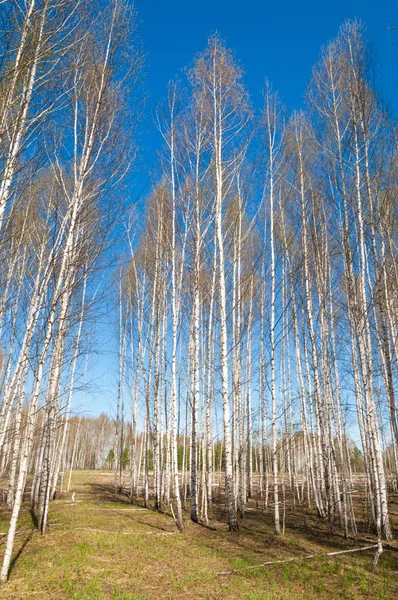 Våren Liggande Björkskogen April Björkar Med Unblown Blad — Stockfoto