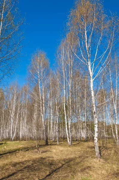 春の風景の白樺の森 Unblown の葉と白樺 — ストック写真