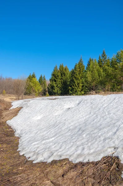 Bahar peyzaj, tenha yerlerde son kar. Parlak güneş kar erir. Yeşil çam. Yaprak döken ağaçların yaprakları olmadan. Kar suyu eritebilir. Geçen yılki çim sarı.