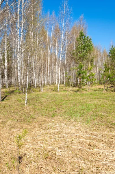 Landskap Våren Skog Skogsbryn Forest Glade Tryckte Till Marken Med — Stockfoto