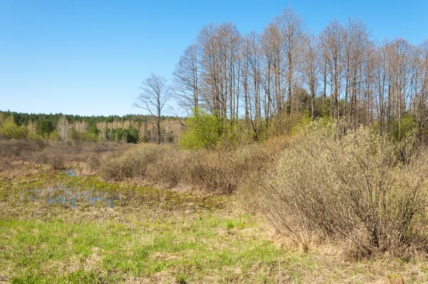 manzara Bahar Orman, orman kenarı. Orman Glade. otların arasında kar ile yere için baskı. Bahar Orman kenarı. Nisan.