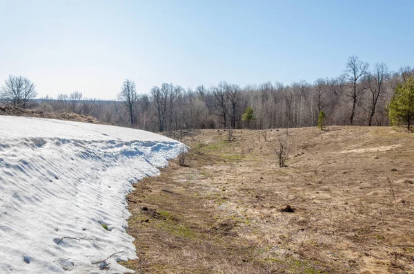 Bahar peyzaj, tenha yerlerde son kar. Parlak güneş kar erir. Yeşil çam. Yaprak döken ağaçların yaprakları olmadan. Kar suyu eritebilir. Geçen yılki çim sarı.