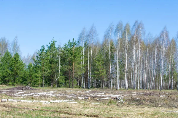 Spring Landscape Birch Forest April Birches Unblown Leaves — Stock Photo, Image