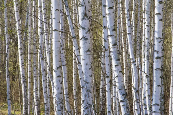 Tavaszi Táj Nyír Erdő Április Unblown Levelek Birches — Stock Fotó