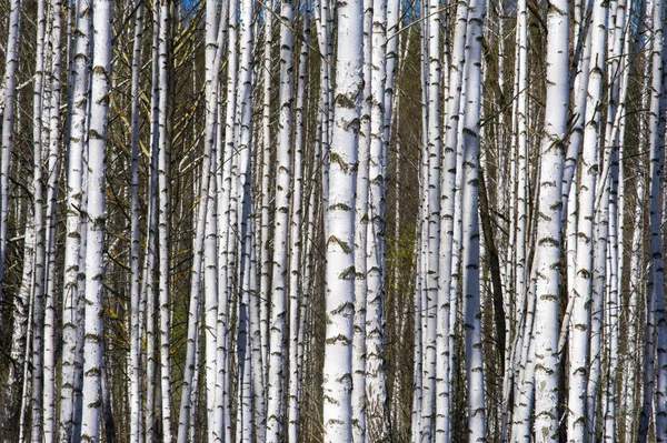 春の風景の白樺の森 Unblown の葉と白樺 — ストック写真