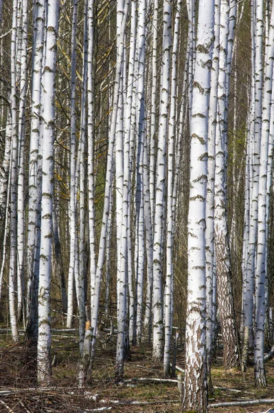 Весенний Пейзажный Березовый Лес Эйприл Березы Невыдутыми Листьями — стоковое фото