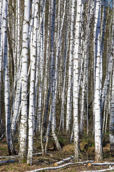 자작나무 숲입니다 월입니다 Unblown — 스톡 사진