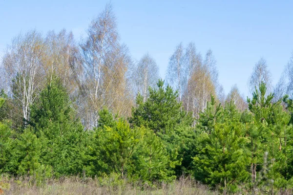 manzara Bahar Orman, orman kenarı. Orman Glade. otların arasında kar ile yere için baskı. Bahar Orman kenarı. Nisan.