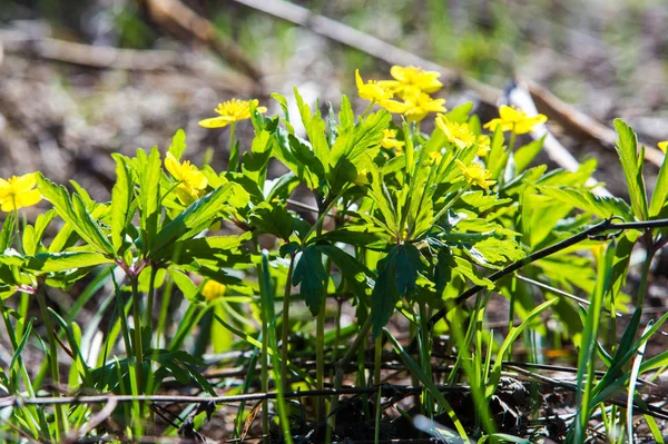 Anemone Sárga Erdei Virág Nemzetség Mintegy 200 Faj Buttercup Család — Stock Fotó