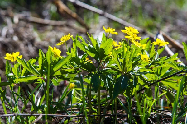 Anemone Yellow Forest Flower Genere Circa 200 Specie Piante Fiore — Foto Stock