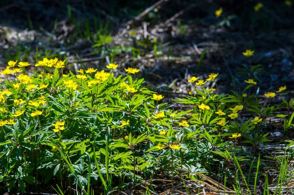 Anemone Yellow Forest Flower Genere Circa 200 Specie Piante Fiore — Foto Stock