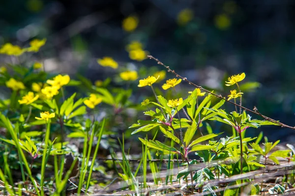 Anemone Sárga Erdei Virág Nemzetség Mintegy 200 Faj Buttercup Család — Stock Fotó