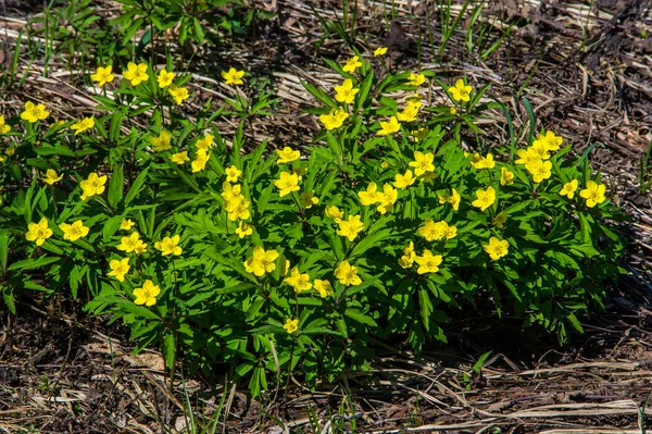 Zawilec Żółty Leśny Kwiat Jest Około 200 Gatunków Roślin Rodziny — Zdjęcie stockowe