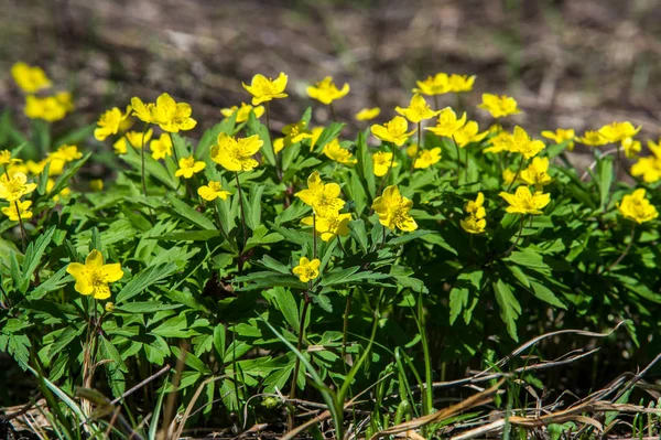 Anemone Yellow Forest Flower Género Botânico Pertencente Família Asteraceae — Fotografia de Stock