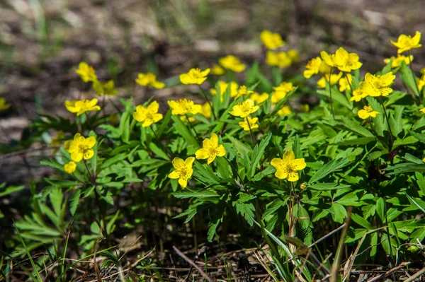 Anemone Sárga Erdei Virág Nemzetség Mintegy 200 Faj Buttercup Család — Stock Fotó