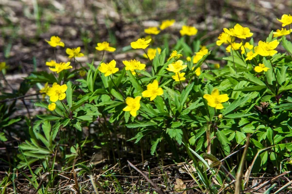 Anemone Yellow Forest Flower Genere Circa 200 Specie Piante Fiore — Foto Stock