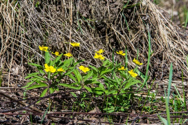 Anemone Sárga Erdei Virág Nemzetség Mintegy 200 Faj Buttercup Család — Stock Fotó