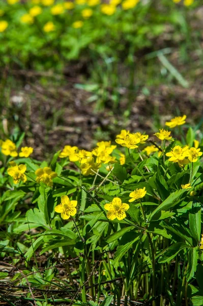 Anemon sarı orman çiçek çiçekli bitkiler buttercup ailesinin ılıman bölgelerde yerel yaklaşık 200 türü bir cinsidir.