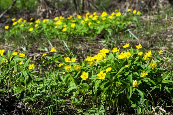 Anemone Sárga Erdei Virág Nemzetség Mintegy 200 Faj Buttercup Család — Stock Fotó