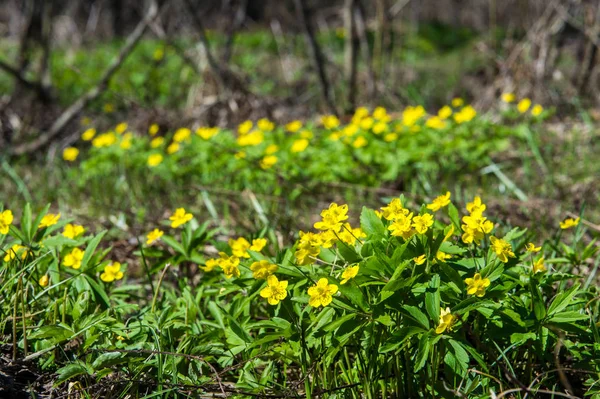 Anemone Sárga Erdei Virág Nemzetség Mintegy 200 Faj Buttercup Család — Stock Fotó