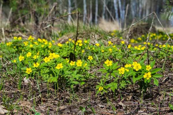 Anemone Sárga Erdei Virág Nemzetség Mintegy 200 Faj Buttercup Család — Stock Fotó