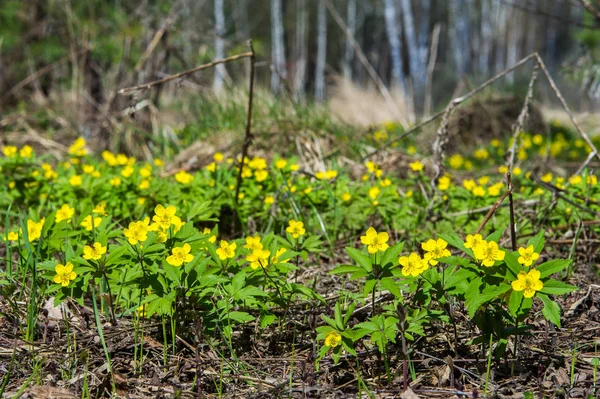 Anemone Sárga Erdei Virág Nemzetség Mintegy 200 Faj Buttercup Család — Stock Fotó