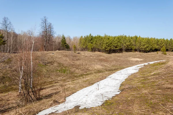 Bahar peyzaj, tenha yerlerde son kar. Parlak güneş kar erir. Yeşil çam. Yaprak döken ağaçların yaprakları olmadan. Kar suyu eritebilir. Geçen yılki çim sarı.