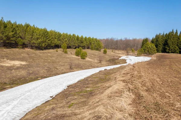 Bahar peyzaj, tenha yerlerde son kar. Parlak güneş kar erir. Yeşil çam. Yaprak döken ağaçların yaprakları olmadan. Kar suyu eritebilir. Geçen yılki çim sarı.