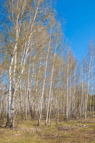 Jarní Krajina Les Okraj Lesa Lesní Mýtina Stisknutí Zem Trávou — Stock fotografie
