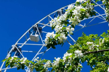 Şehir Parkı içinde dönme dolap. Kırmızı Dev dönme dolap ile berrak mavi gökyüzünün yarısı. Büyük vintage dalgalanmalar 