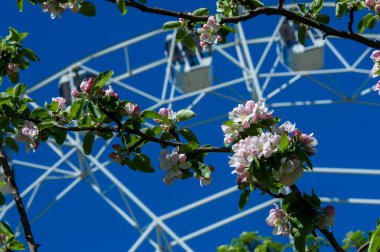 Şehir Parkı içinde dönme dolap. Elma ağaçlarının çiçeklenme. Kırmızı dev dönme dolap ile berrak mavi gökyüzünün yarısı. Büyük vintage salıncak