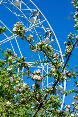 Şehir Parkı içinde dönme dolap. Elma ağaçlarının çiçeklenme. Kırmızı dev dönme dolap ile berrak mavi gökyüzünün yarısı. Büyük vintage salıncak
